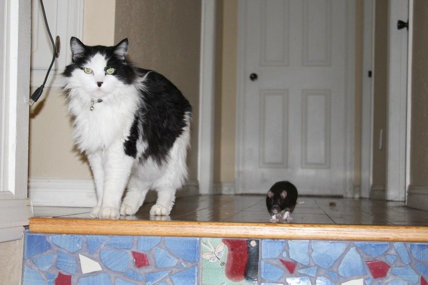 Kot i szczur stojący przed schodami