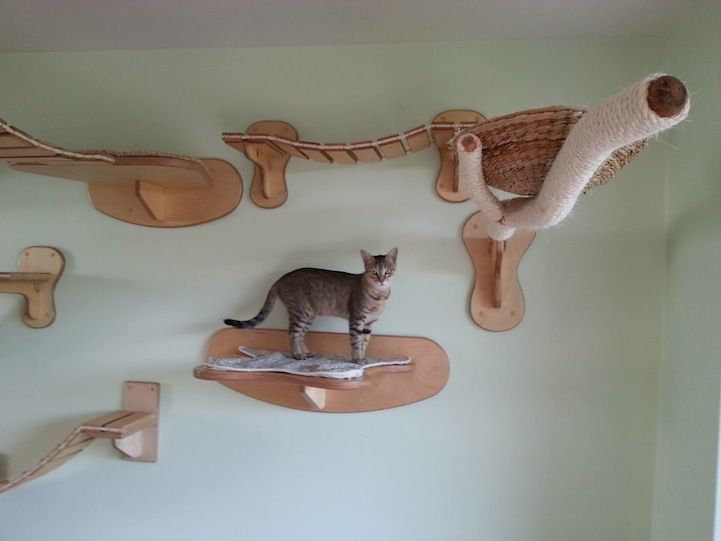 Kot na podwieszanej półce