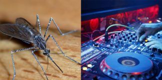 Zdjęcie przedstawiające komara i kontroler DJski