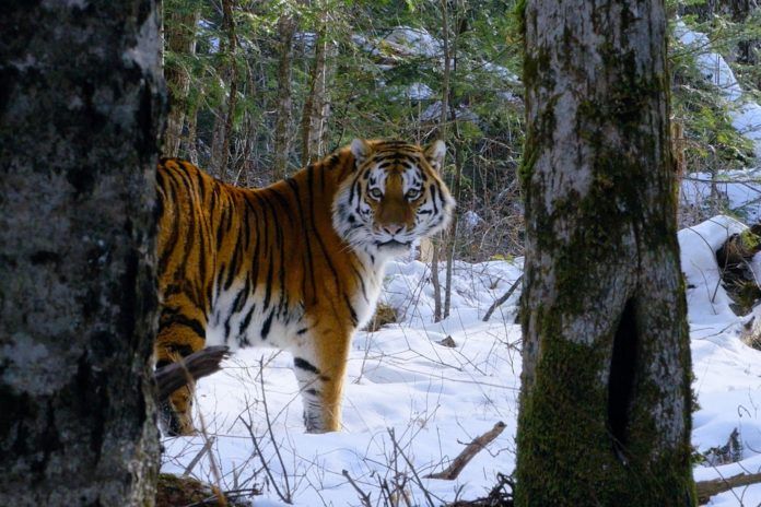 Tygrys stojący w zaśnieżonym lesie