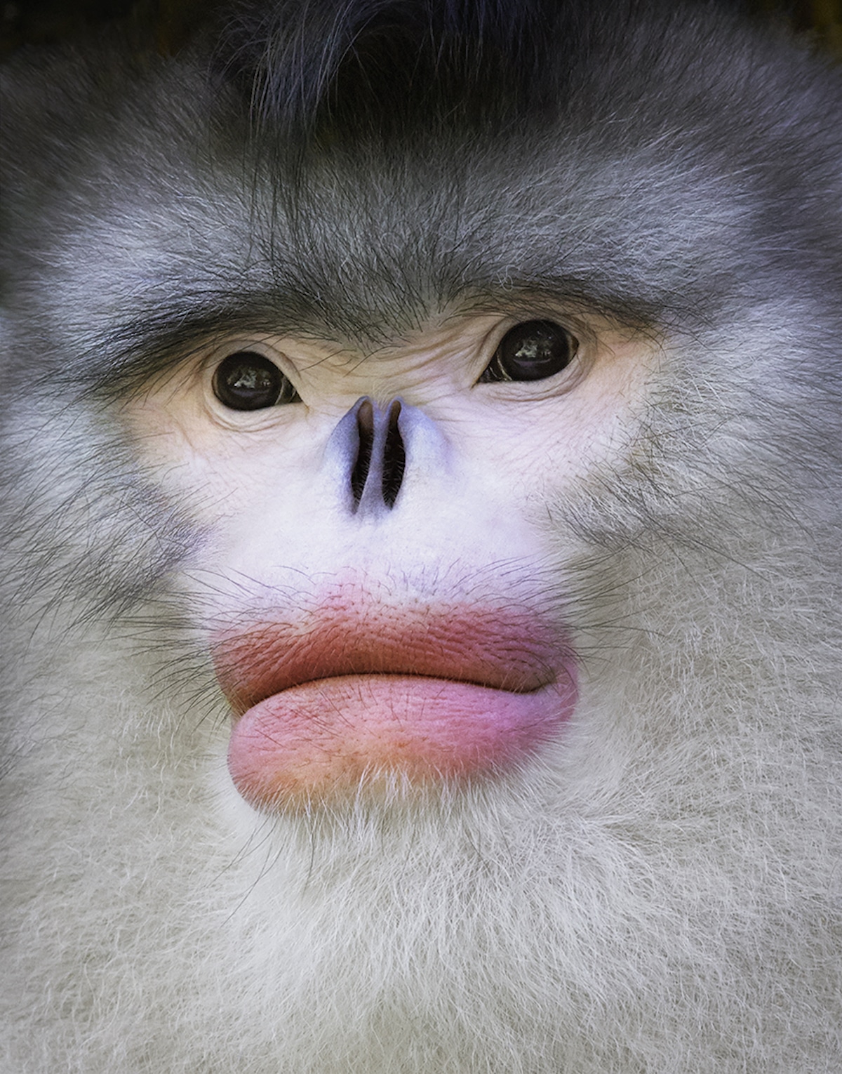 Portret małpy z dużymi ustami