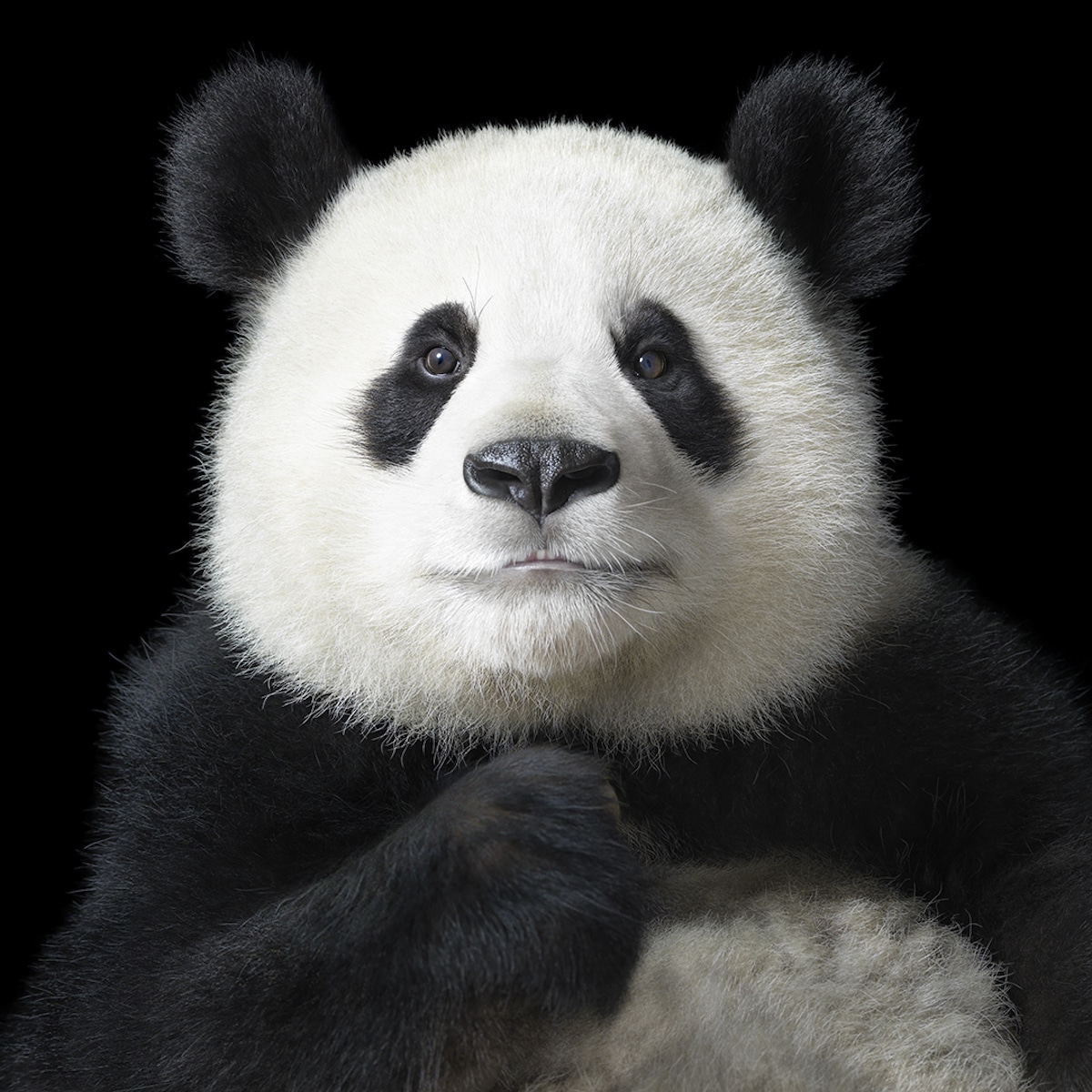 Zdjęcie pandy na czarnym tle
