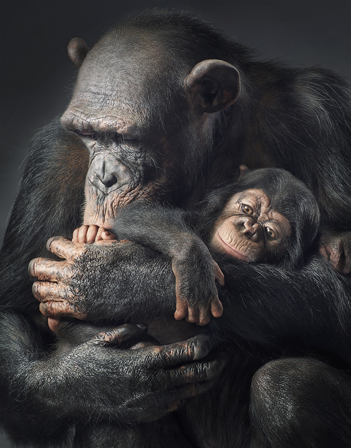 Zdjęcie dorosłej małpy, przytulającej małą