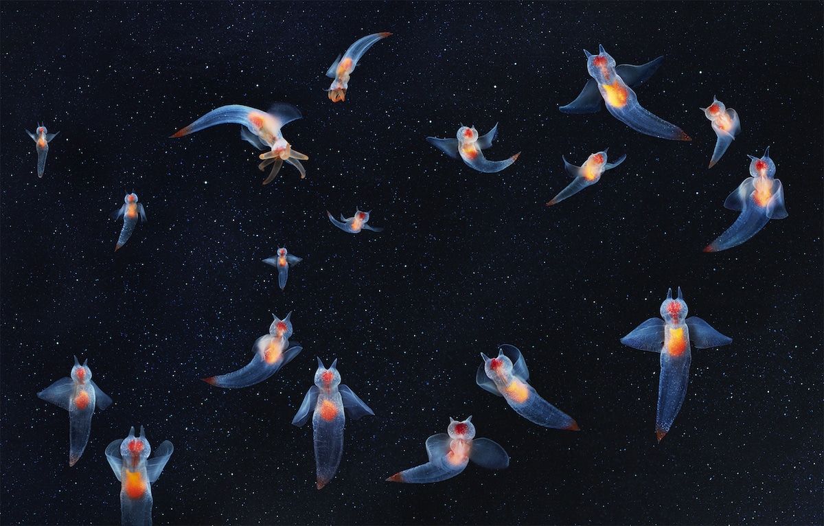 Zdjęcie podwodnych stworzeń na czarnym tle