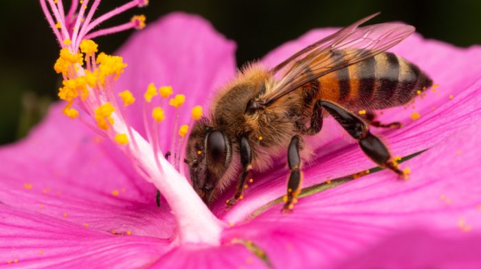 pszczoła miodna pobiera nektar z różowego kwiatka