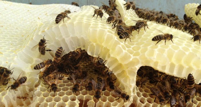 rój pszczół na wysuszonych plastrach miodu