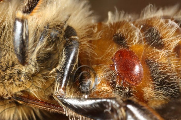 pszczoła pokazana z bliska z pasożytem na sobie