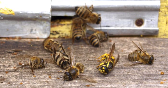 martwe pszczoły leżą na drewnianej powierzchni