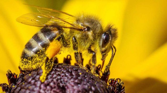 pszczoła oblepiona nektarem siedzi na płatku kwiatowym i pobiera pokarm