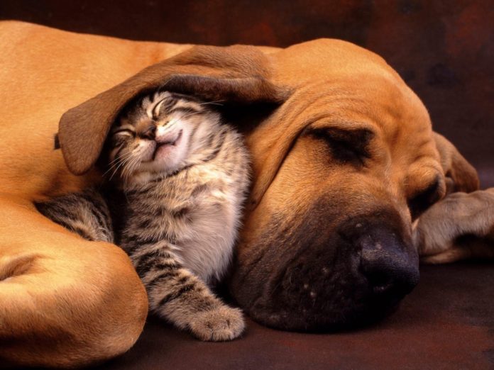Pies i kot śpiący obok siebie