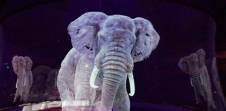 Słoń w postaci hologramu