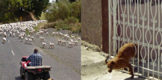 Dwa zdjęcia przedstawiające psy na google street