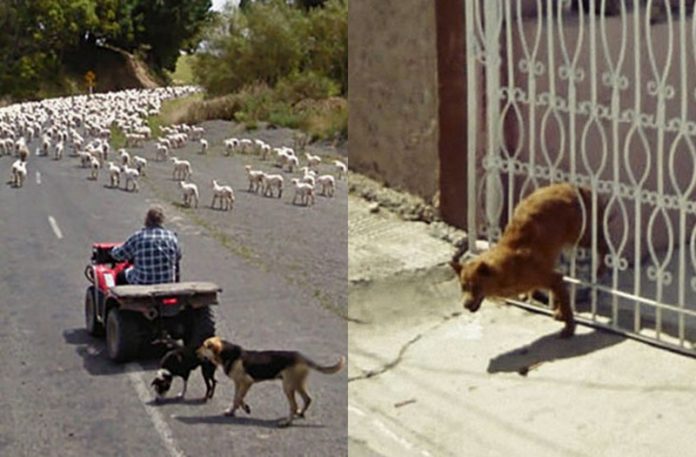 Dwa zdjęcia przedstawiające psy na google street