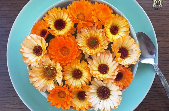 Kwiaty ułożone na talerzu