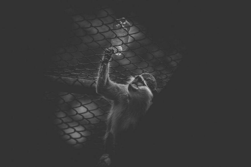 Shafiqul Islam Prisoners 14 1000x666 5d228ae93299b 880 Czy zwierzęta w ZOO są szczęśliwe? Fotograf uwiecznił los zwierząt w ogrodzie zoologicznym w Bangladeszu