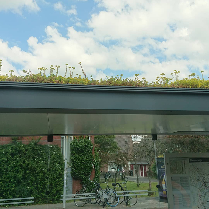 W Holandii dachy przystanków autobusowych zostały zamienione w „przystanki dla pszczół” 2 W Holandii dachy przystanków autobusowych zostały zmienione w „przystanki dla pszczół”
