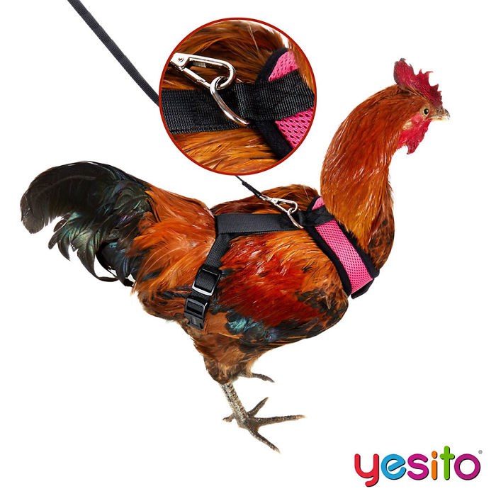 chicken harness amazon yesito 5d15c0af3dc0b 700 Istnieje firma, która sprzedaje szelki dla kurczaków, by bezpiecznie wyprowadzać je na spacery