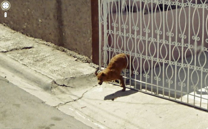 google street animals 5d2441cc590f9 700 30 zdjęć zwierząt, które przez przypadek zostały gwiazdami Google Street