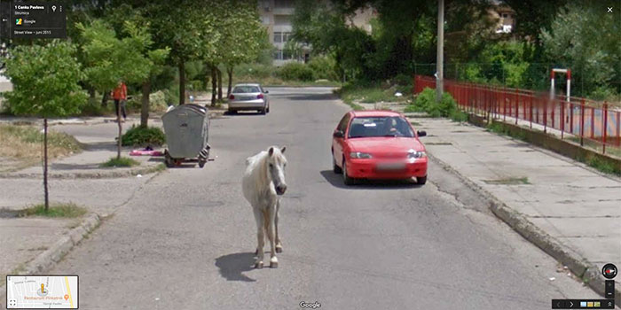 google street animals 61 5d244d256b87c 700 30 zdjęć zwierząt, które przez przypadek zostały gwiazdami Google Street