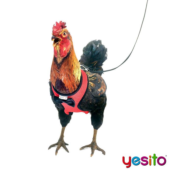 chicken harness amazon yesito 1 5d15bfbe326e7 700 Istnieje firma, która sprzedaje szelki dla kurczaków, by bezpiecznie wyprowadzać je na spacery