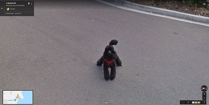 google street animals 46 5d244bee85ad3 700 30 zdjęć zwierząt, które przez przypadek zostały gwiazdami Google Street