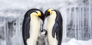 Dwa pingwiny z małym pingiwnem