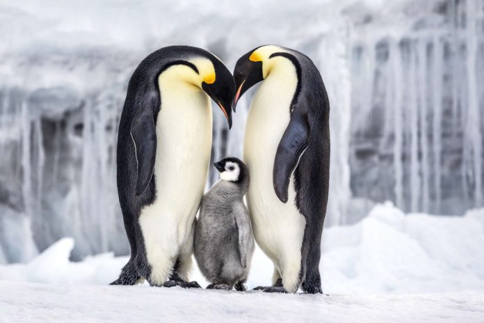 Dwa pingwiny z małym pingiwnem