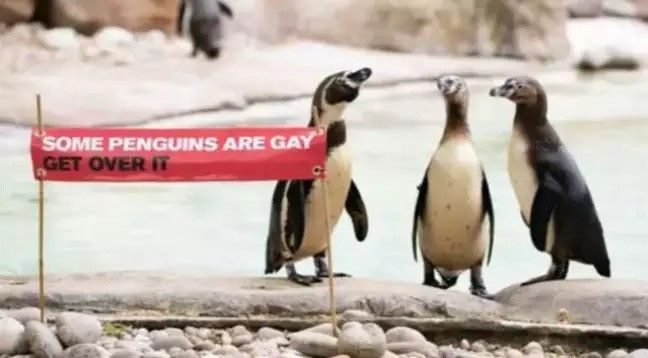 thumbnail Para homoseksualnych pingwinów z berlińskiego ZOO zaadoptowała porzucone jajko