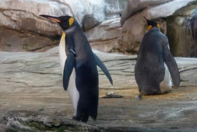 thumbnasil Para homoseksualnych pingwinów z berlińskiego ZOO zaadoptowała porzucone jajko