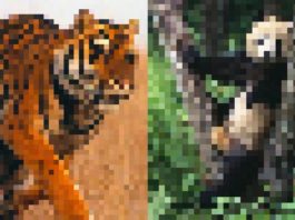 Dwa rozpikselowane zdjęcia tygrysa i pandy