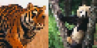 Dwa rozpikselowane zdjęcia tygrysa i pandy