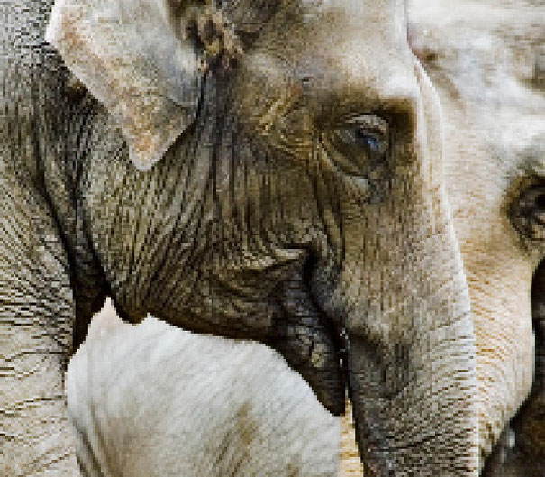 Asian Elephant. Estimated between 40000 and 50000 remain 22 zdjęcia zwierząt, składające się z tylu pikseli, ile osobników danego gatunku pozostało na świecie