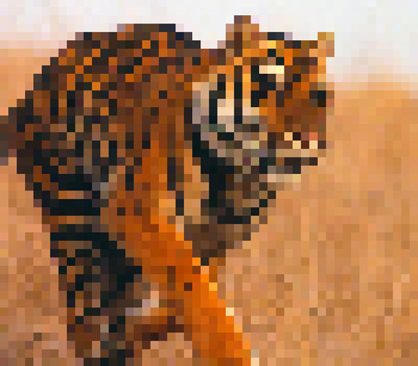 Bengal Tiger. Estimated about 2500 remain 22 zdjęcia zwierząt, składające się z tylu pikseli, ile osobników danego gatunku pozostało na świecie