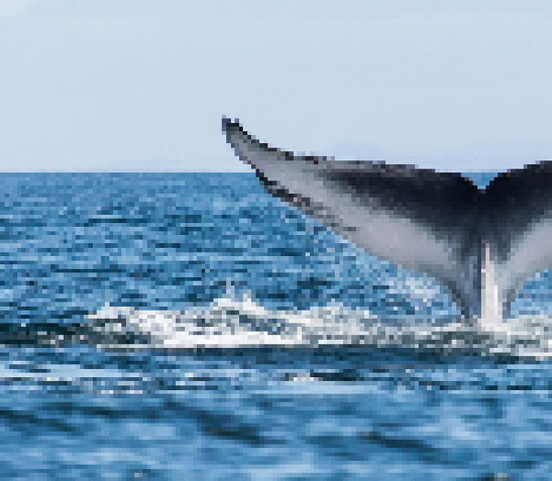 Blue Whale. Estimated between 10000 and 25000 remain 22 zdjęcia zwierząt, składające się z tylu pikseli, ile osobników danego gatunku pozostało na świecie