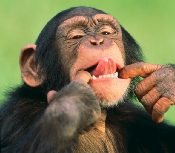 Chimpanzee. Estimated between 172700 and 299700 remain 22 zdjęcia zwierząt, składające się z tylu pikseli, ile osobników danego gatunku pozostało na świecie