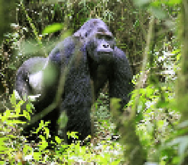 Eastern Lowland Gorilla. Estimated about 17000 22 zdjęcia zwierząt, składające się z tylu pikseli, ile osobników danego gatunku pozostało na świecie