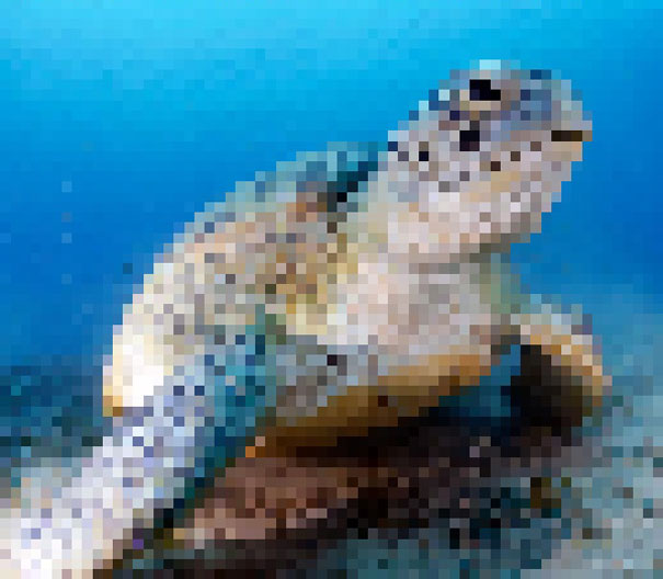 Green Sea Turtle. Estimated between 3000 and 5500 remain 22 zdjęcia zwierząt, składające się z tylu pikseli, ile osobników danego gatunku pozostało na świecie