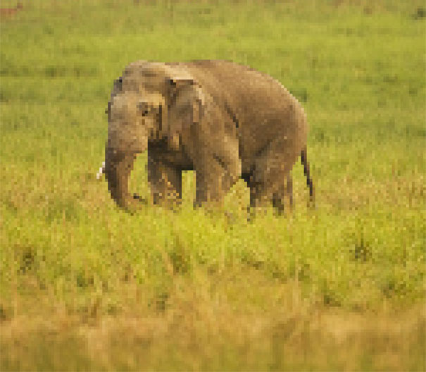 Indian Elephant Estimated between 20000 and 25000 remain 22 zdjęcia zwierząt, składające się z tylu pikseli, ile osobników danego gatunku pozostało na świecie