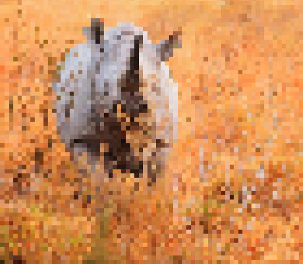 Black Rhino. Estimated about 5000 remain 22 zdjęcia zwierząt, składające się z tylu pikseli, ile osobników danego gatunku pozostało na świecie