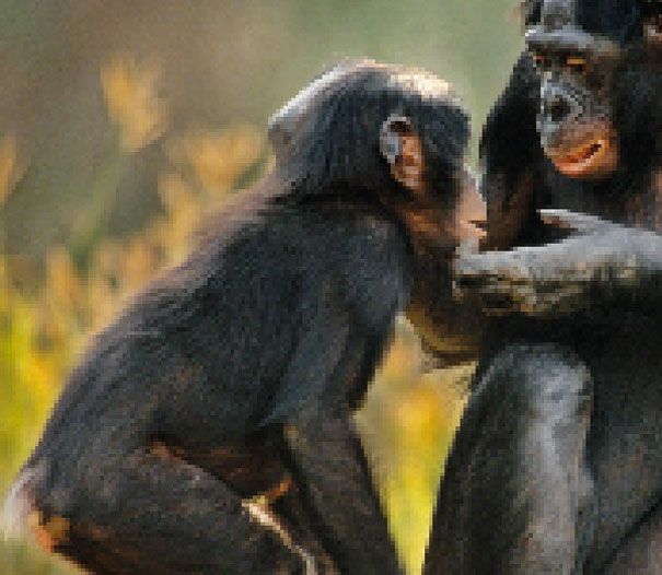 Bonobo. Estimated between 10000 and 50000 remain 22 zdjęcia zwierząt, składające się z tylu pikseli, ile osobników danego gatunku pozostało na świecie