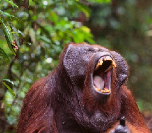 Bornean Orangutan. Estimated between 45000 and 69000 remain 22 zdjęcia zwierząt, składające się z tylu pikseli, ile osobników danego gatunku pozostało na świecie