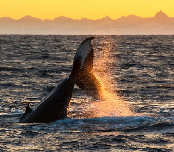 Fin Whale. Estimated between 50000 and 90000 remain 22 zdjęcia zwierząt, składające się z tylu pikseli, ile osobników danego gatunku pozostało na świecie