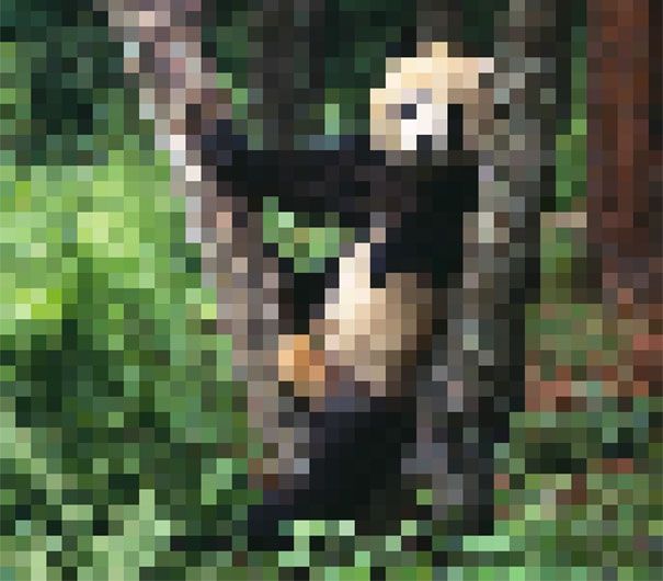 Giant Panda. Estimated about 1864 remain 22 zdjęcia zwierząt, składające się z tylu pikseli, ile osobników danego gatunku pozostało na świecie