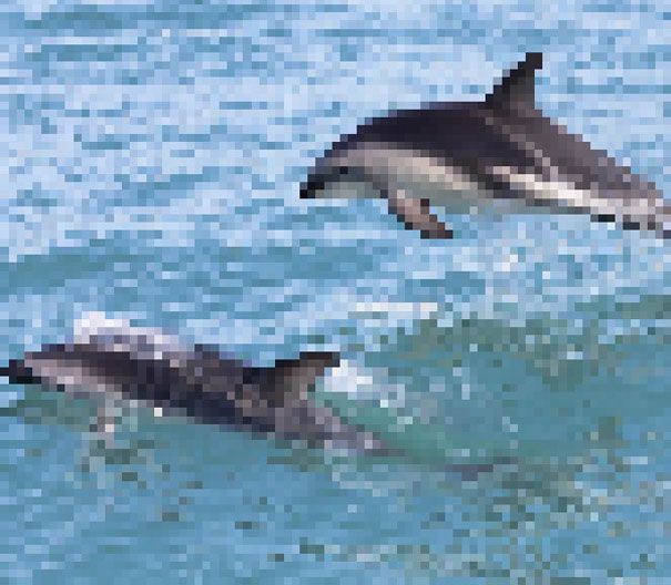 Hectors Dolphin. Estimated about 7000 remain 22 zdjęcia zwierząt, składające się z tylu pikseli, ile osobników danego gatunku pozostało na świecie