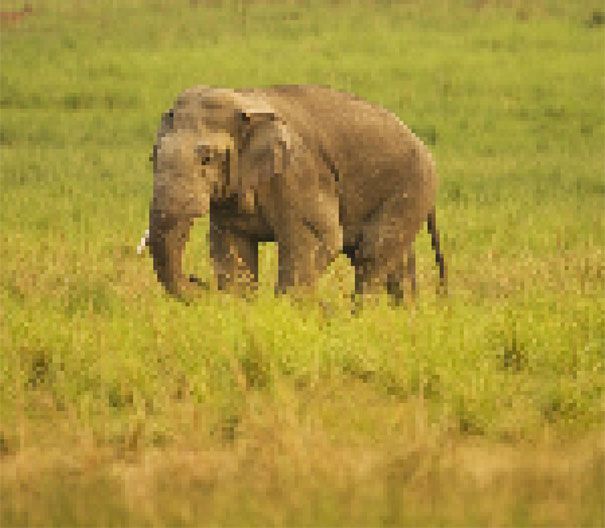 Indian Elephant Estimated between 20000 and 25000 remain 22 zdjęcia zwierząt, składające się z tylu pikseli, ile osobników danego gatunku pozostało na świecie