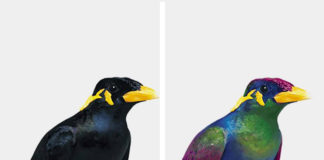 Grafika przedstawiające tego samego ptaka, jak go widzą ludzie, jak ptaki