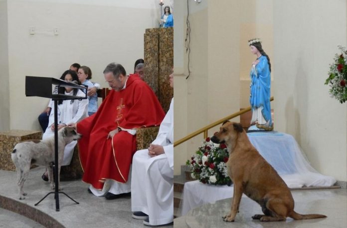 Dwa zdjęcia przedstawiające księdza odprawiającego mszę i towarzszące mu psy
