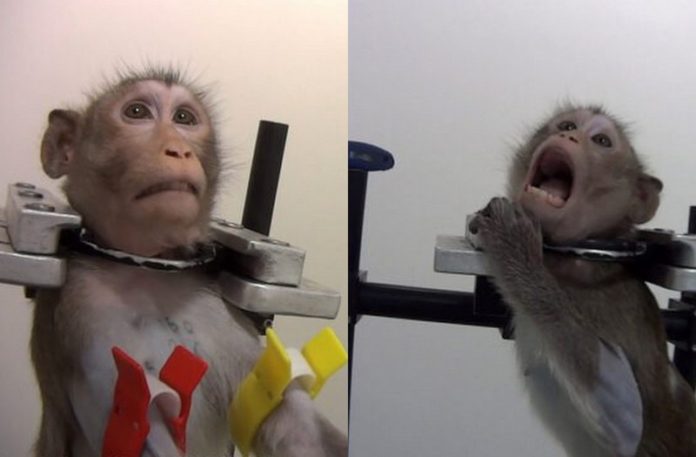Dwie fotografie pokazujące cierpiącą małpę