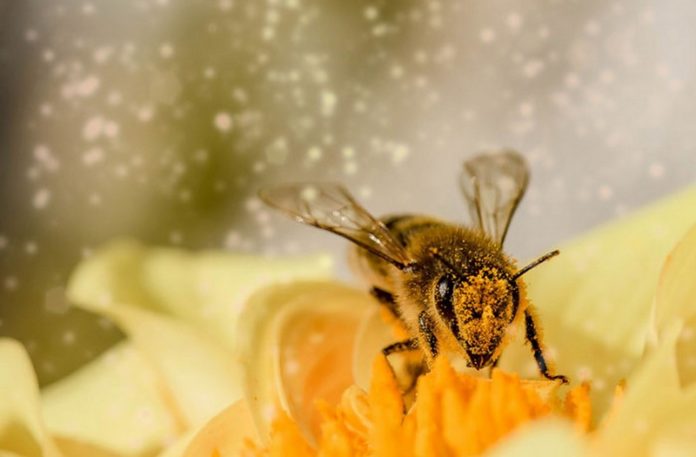 Pszczoła siedząca na kwiatku