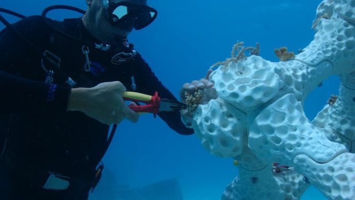 Mężczyyzna dopinający do koralowca sztuczny fragment